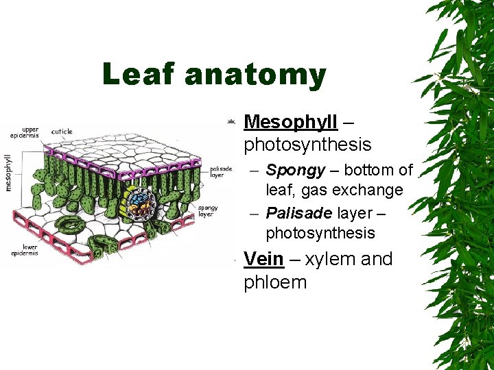 Leaf anatomy Mesophyll – photosynthesis – Spongy – bottom of leaf, gas exchange –