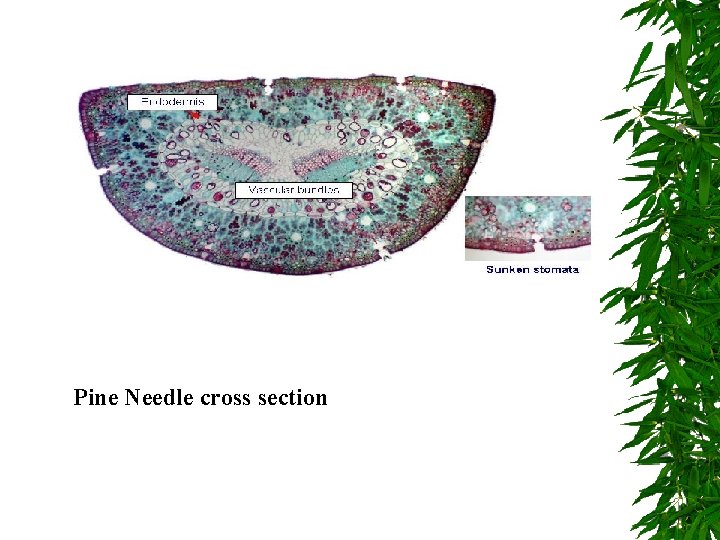 Pine Needle cross section 