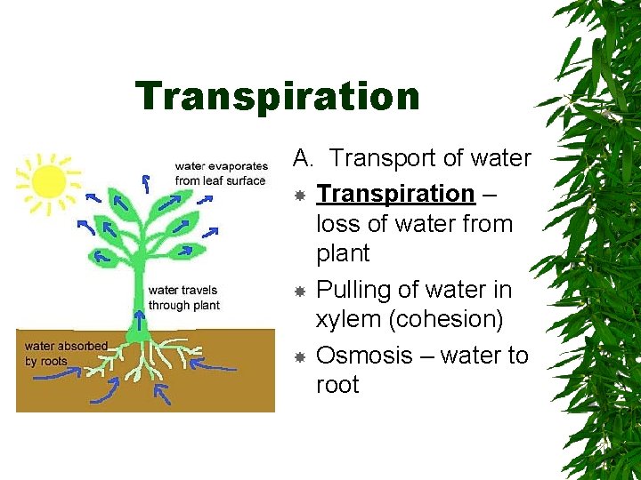 Transpiration A. Transport of water Transpiration – loss of water from plant Pulling of