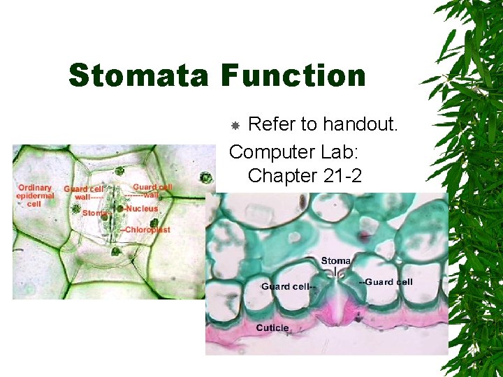 Stomata Function Refer to handout. Computer Lab: Chapter 21 -2 