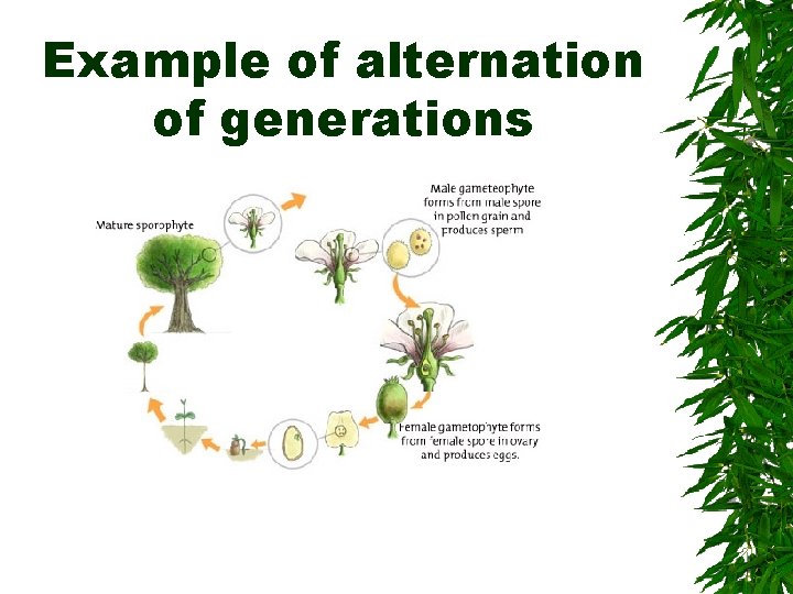 Example of alternation of generations 