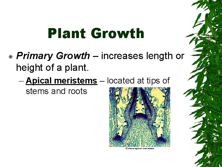 Plant Growth Primary Growth – increases length or height of a plant. – Apical