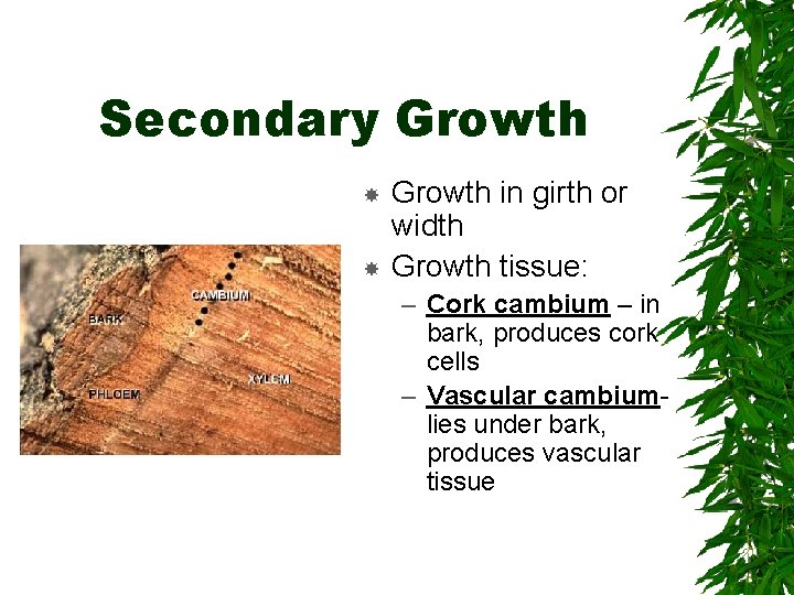 Secondary Growth in girth or width Growth tissue: – Cork cambium – in bark,
