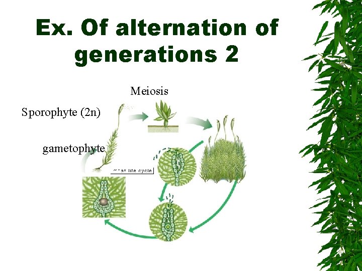 Ex. Of alternation of generations 2 Meiosis Sporophyte (2 n) gametophyte 