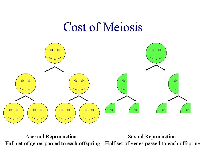 Cost of Meiosis Asexual Reproduction Sexual Reproduction Full set of genes passed to each Cost of Meiosis Asexual Reproduction Sexual Reproduction Full set of genes passed to each