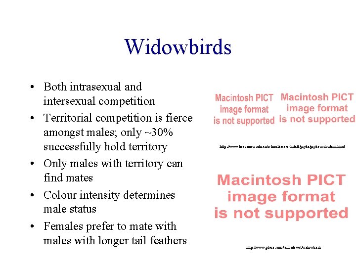 Widowbirds • Both intrasexual and intersexual competition • Territorial competition is fierce amongst males; Widowbirds • Both intrasexual and intersexual competition • Territorial competition is fierce amongst males;