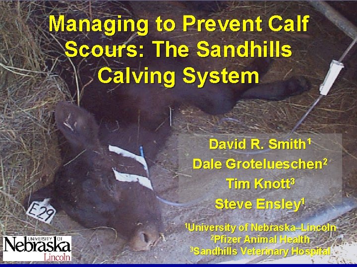 Managing to Prevent Calf Scours: The Sandhills Calving System David R. Smith 1 Dale