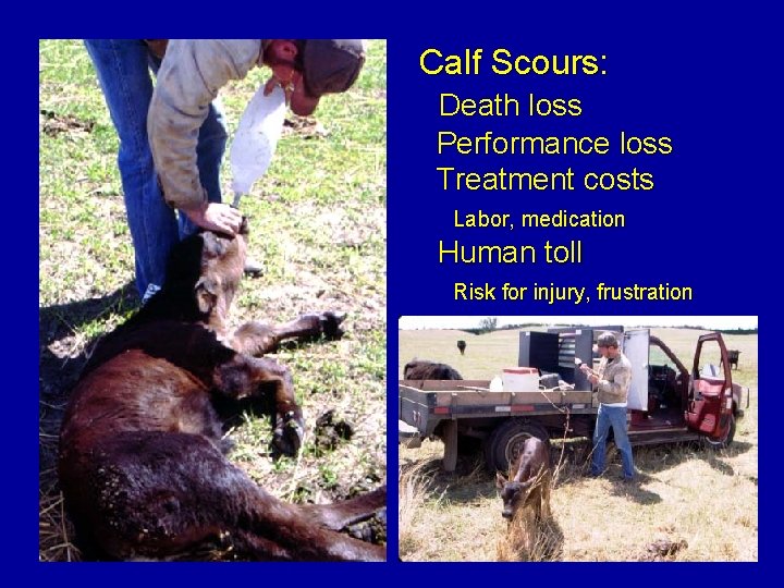 Calf Scours: Death loss Performance loss Treatment costs Labor, medication Human toll Risk for