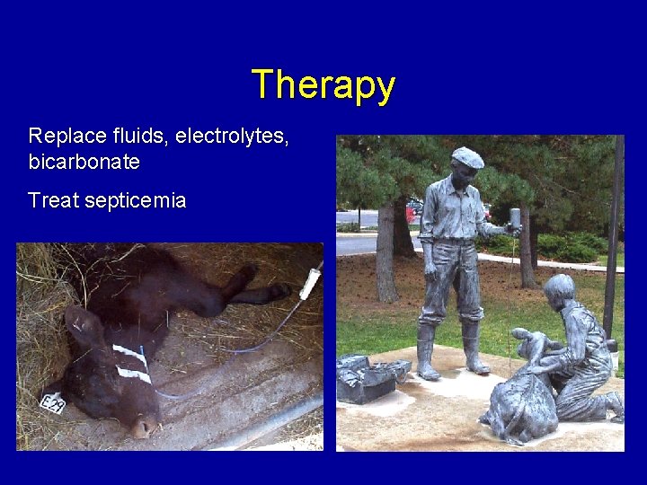 Therapy Replace fluids, electrolytes, bicarbonate Treat septicemia 