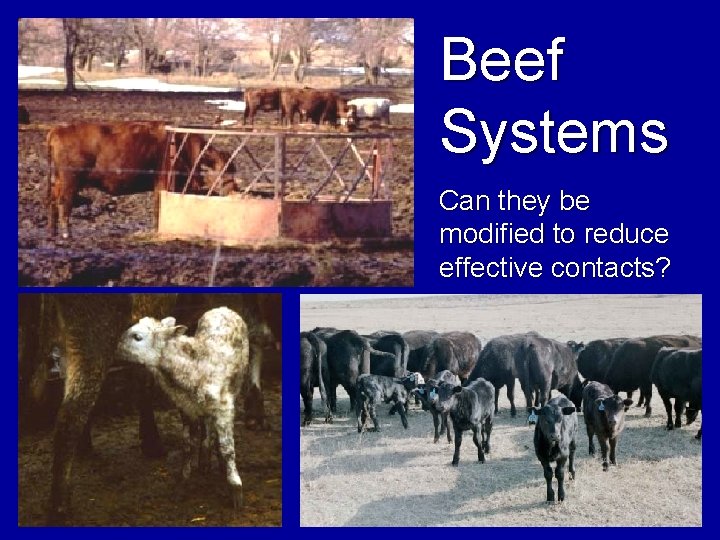 Beef Systems Can they be modified to reduce effective contacts? 