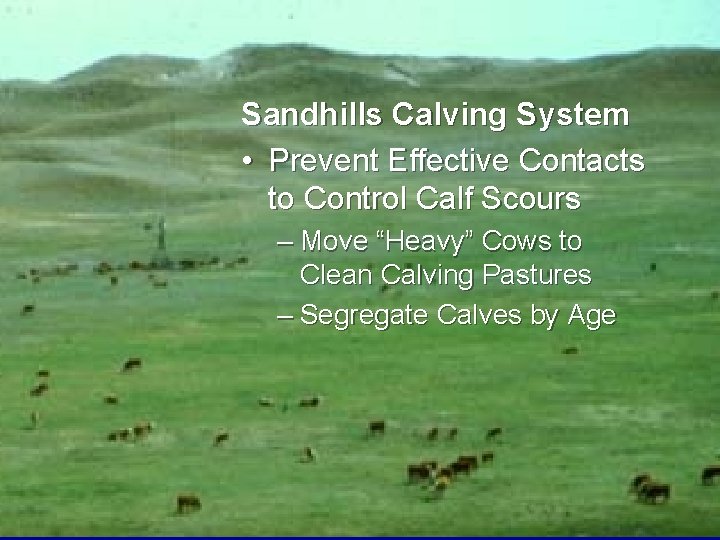 Sandhills Calving System • Prevent Effective Contacts to Control Calf Scours – Move “Heavy”
