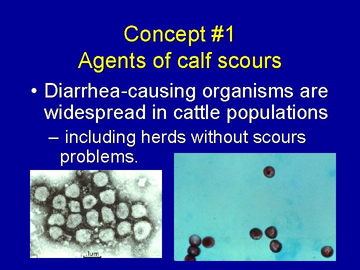 Concept #1 Agents of calf scours • Diarrhea-causing organisms are widespread in cattle populations