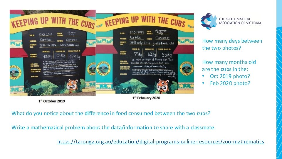 How many days between the two photos? How many months old are the cubs How many days between the two photos? How many months old are the cubs