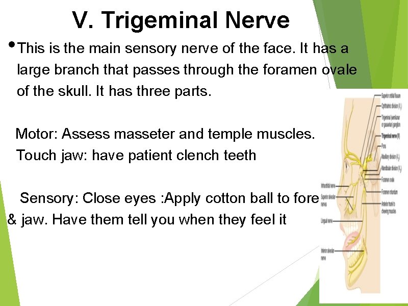 V. Trigeminal Nerve • This is the main sensory nerve of the face. It