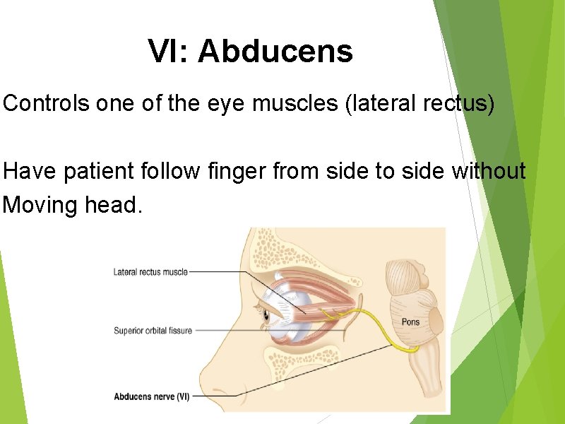VI: Abducens Controls one of the eye muscles (lateral rectus) Have patient follow finger