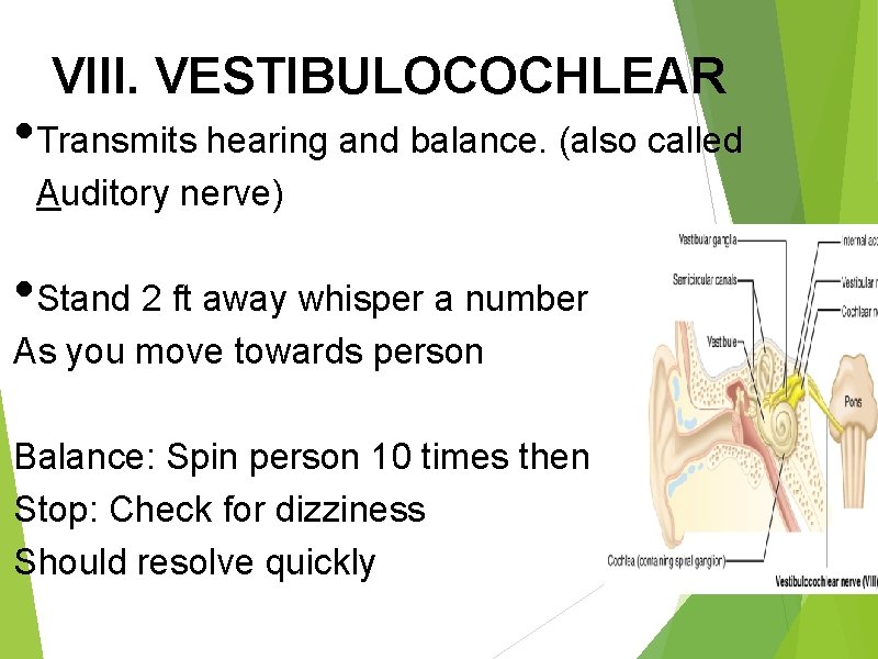 VIII. VESTIBULOCOCHLEAR • Transmits hearing and balance. (also called Auditory nerve) • Stand 2