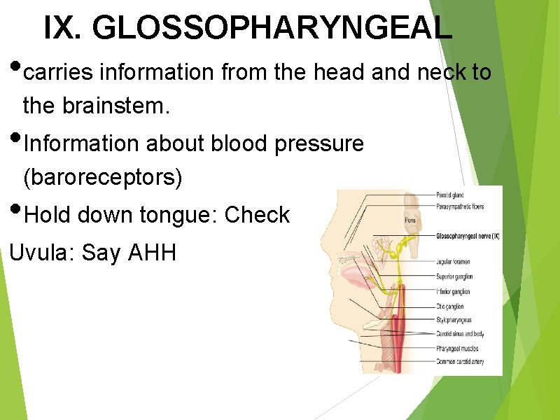 IX. GLOSSOPHARYNGEAL • carries information from the head and neck to the brainstem. •