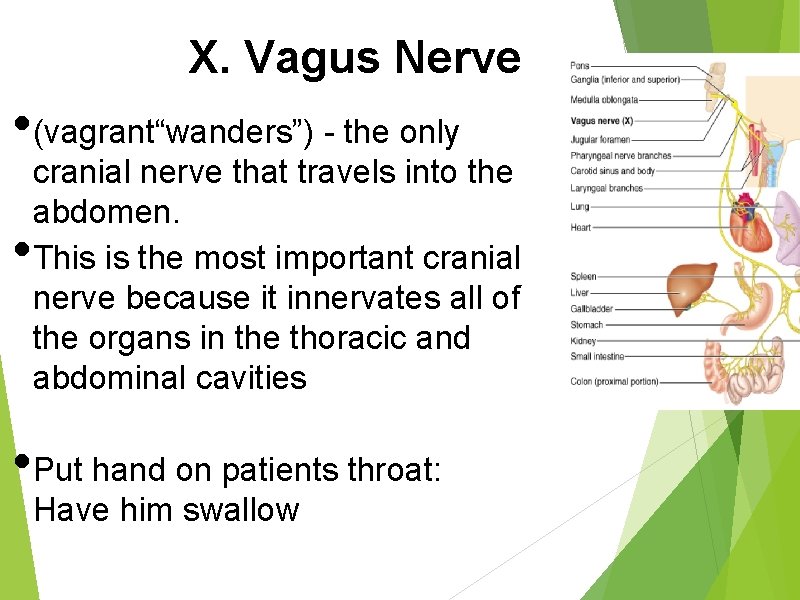 X. Vagus Nerve • (vagrant“wanders”) - the only • cranial nerve that travels into