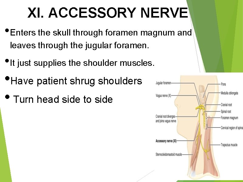 XI. ACCESSORY NERVE • Enters the skull through foramen magnum and leaves through the