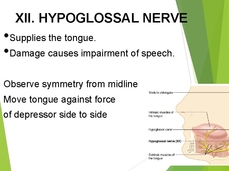 XII. HYPOGLOSSAL NERVE • Supplies the tongue. • Damage causes impairment of speech. Observe
