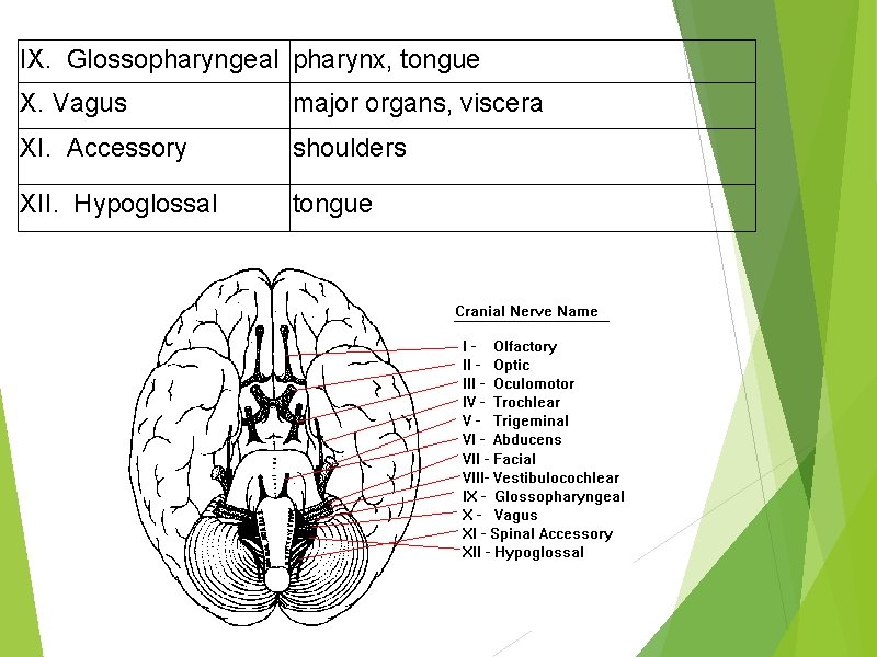 IX. Glossopharyngeal pharynx, tongue X. Vagus major organs, viscera XI. Accessory shoulders XII. Hypoglossal