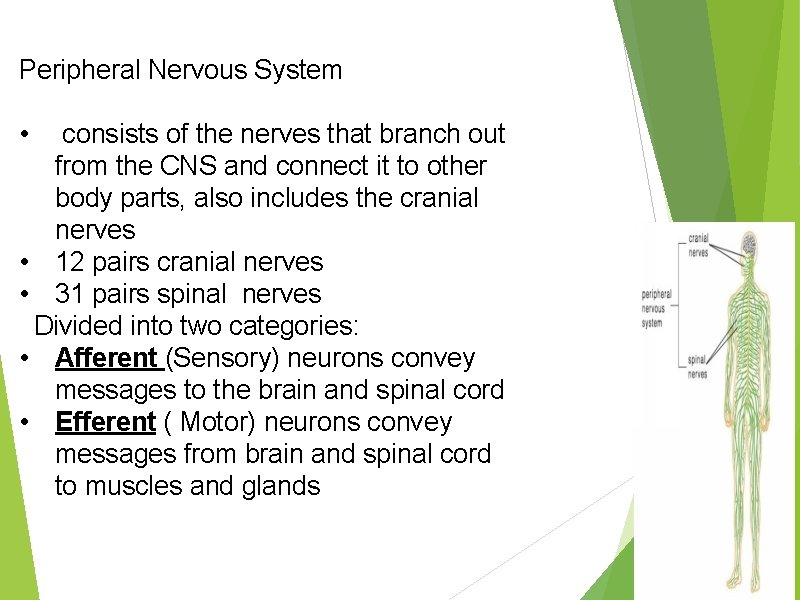 Peripheral Nervous System • consists of the nerves that branch out from the CNS