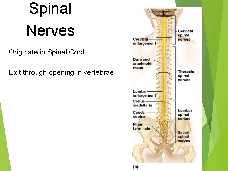 Spinal Nerves Originate in Spinal Cord Exit through opening in vertebrae 