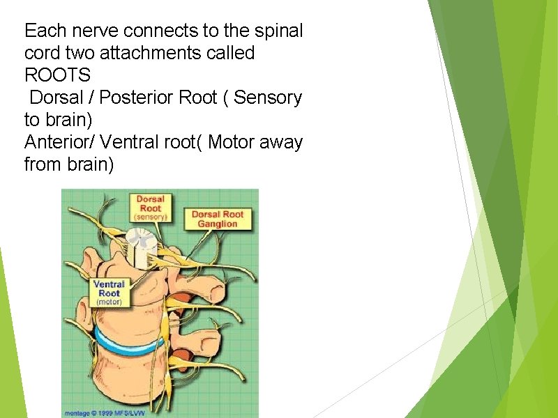 Each nerve connects to the spinal cord two attachments called ROOTS Dorsal / Posterior