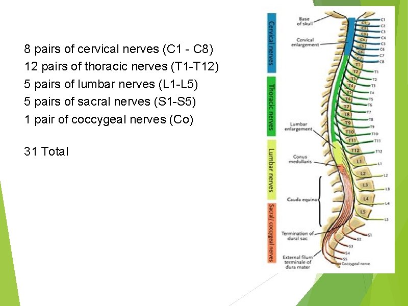 8 pairs of cervical nerves (C 1 - C 8) 12 pairs of thoracic