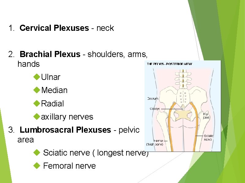 1. Cervical Plexuses - neck 2. Brachial Plexus - shoulders, arms, hands Ulnar Median