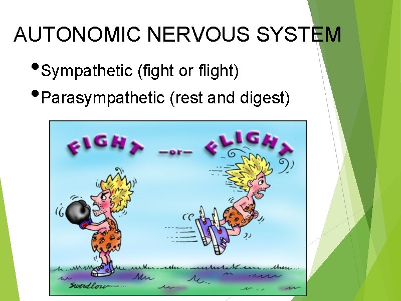 AUTONOMIC NERVOUS SYSTEM • Sympathetic (fight or flight) • Parasympathetic (rest and digest) 