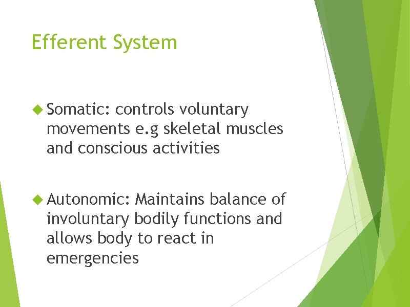 Efferent System Somatic: controls voluntary movements e. g skeletal muscles and conscious activities Autonomic: