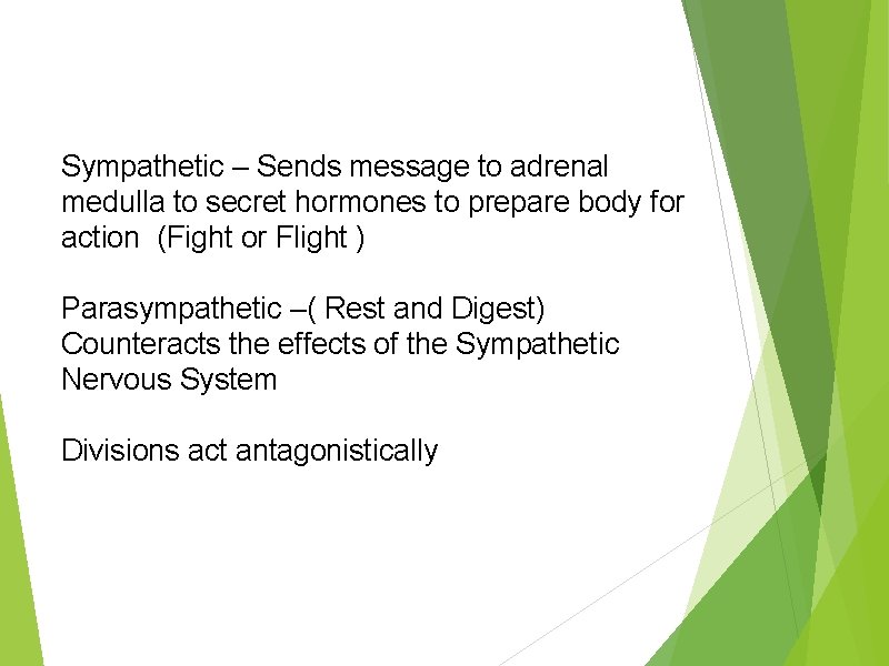 Sympathetic – Sends message to adrenal medulla to secret hormones to prepare body for