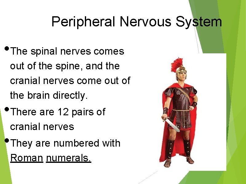 Peripheral Nervous System • The spinal nerves comes out of the spine, and the