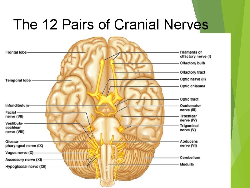 The 12 Pairs of Cranial Nerves 
