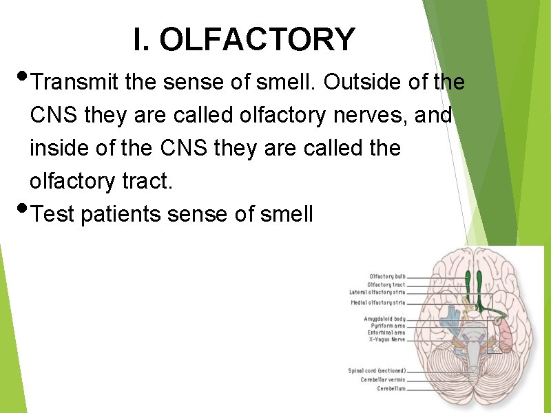 I. OLFACTORY • Transmit the sense of smell. Outside of the • CNS they