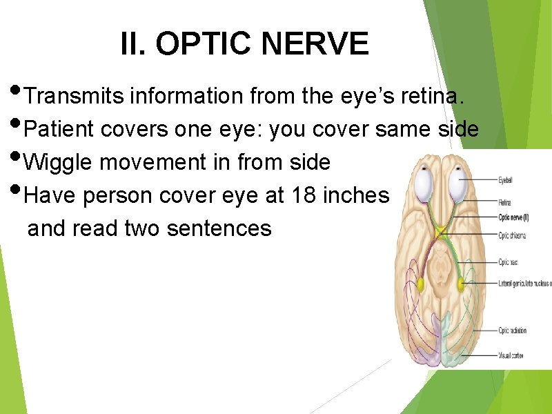 II. OPTIC NERVE • Transmits information from the eye’s retina. • Patient covers one
