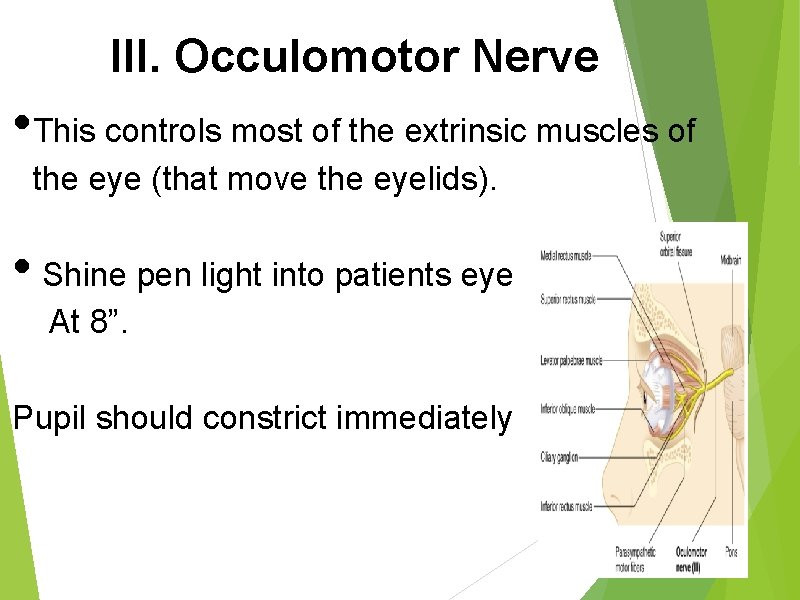 III. Occulomotor Nerve • This controls most of the extrinsic muscles of the eye