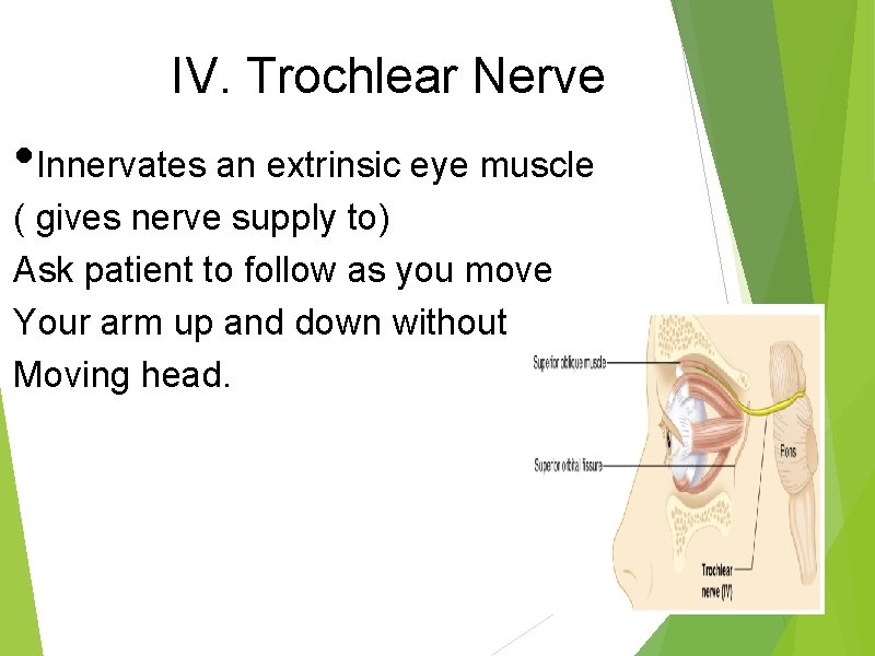 IV. Trochlear Nerve • Innervates an extrinsic eye muscle ( gives nerve supply to)