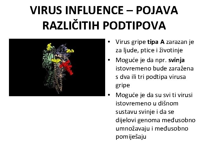 VIRUS INFLUENCE – POJAVA RAZLIČITIH PODTIPOVA • Virus gripe tipa A zarazan je za VIRUS INFLUENCE – POJAVA RAZLIČITIH PODTIPOVA • Virus gripe tipa A zarazan je za