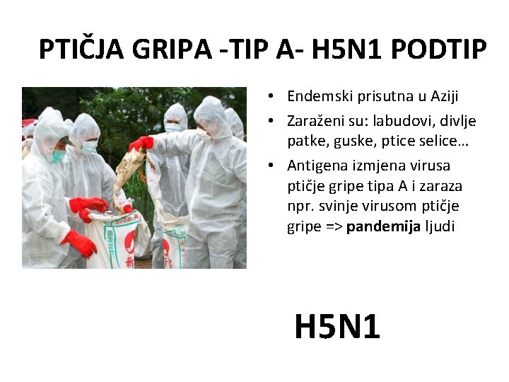 PTIČJA GRIPA -TIP A- H 5 N 1 PODTIP • Endemski prisutna u Aziji