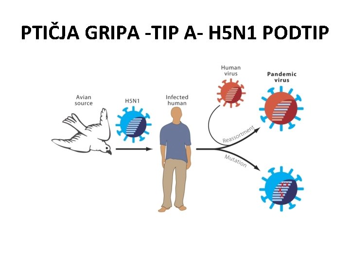 PTIČJA GRIPA -TIP A- H 5 N 1 PODTIP 