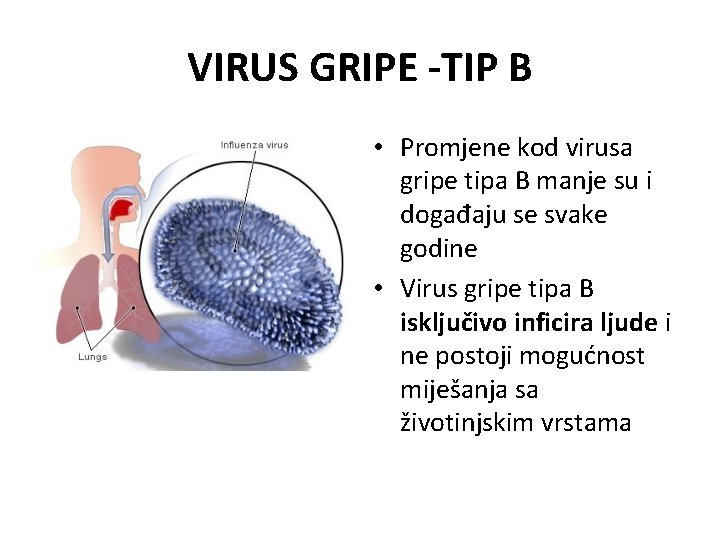 VIRUS GRIPE -TIP B • Promjene kod virusa gripe tipa B manje su i