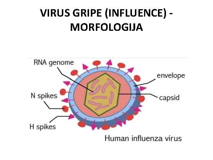 VIRUS GRIPE (INFLUENCE) MORFOLOGIJA 