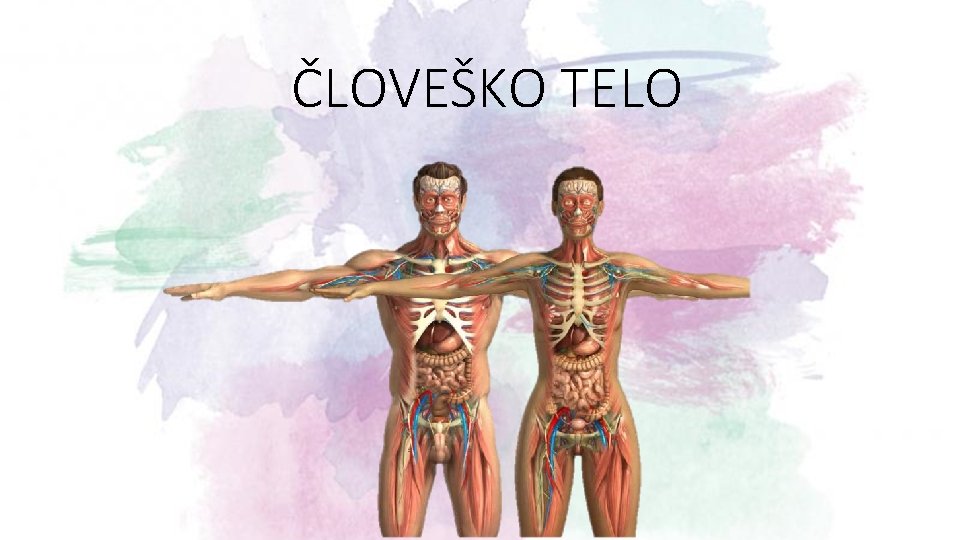 ČLOVEŠKO TELO 