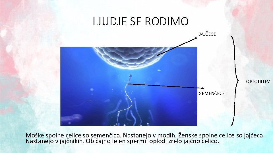 LJUDJE SE RODIMO JAJČECE OPLODITEV SEMENČECE Moške spolne celice so semenčica. Nastanejo v modih.