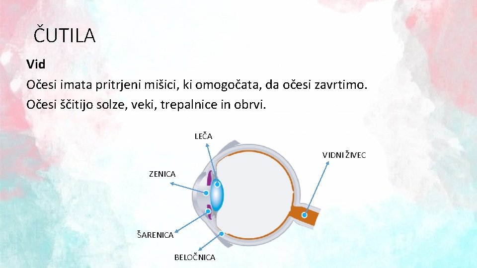 ČUTILA Vid Očesi imata pritrjeni mišici, ki omogočata, da očesi zavrtimo. Očesi ščitijo solze,