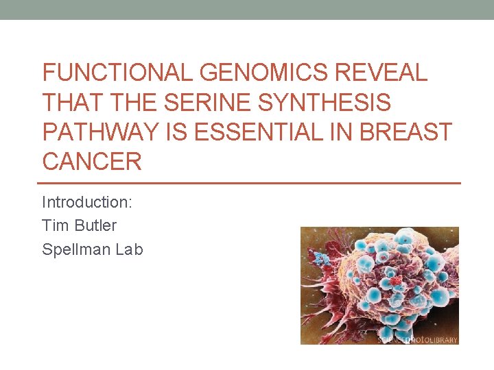 FUNCTIONAL GENOMICS REVEAL THAT THE SERINE SYNTHESIS PATHWAY IS ESSENTIAL IN BREAST CANCER Introduction: FUNCTIONAL GENOMICS REVEAL THAT THE SERINE SYNTHESIS PATHWAY IS ESSENTIAL IN BREAST CANCER Introduction: