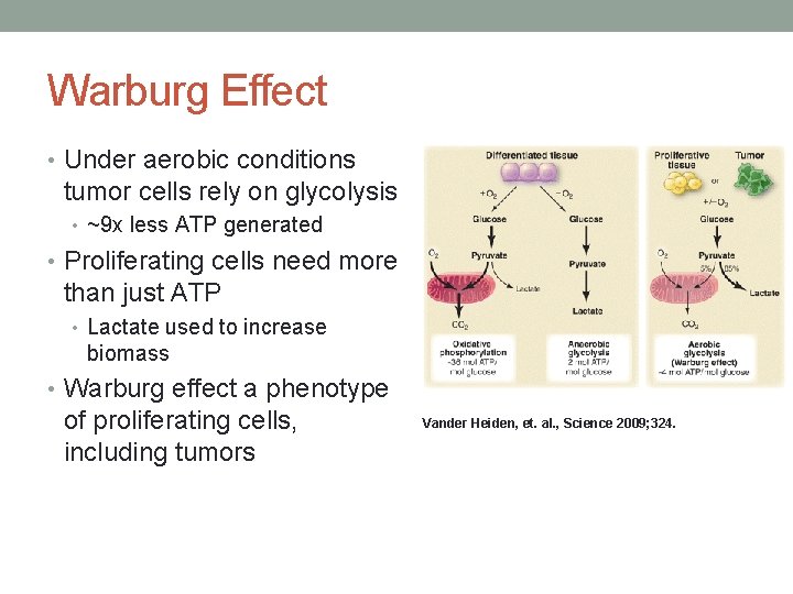 Warburg Effect • Under aerobic conditions tumor cells rely on glycolysis • ~9 x Warburg Effect • Under aerobic conditions tumor cells rely on glycolysis • ~9 x