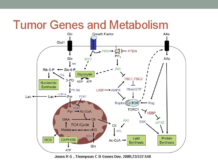 Tumor Genes and Metabolism Jones R G , Thompson C B Genes Dev. 2009; Tumor Genes and Metabolism Jones R G , Thompson C B Genes Dev. 2009;